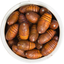 东北特产大个黄蚕蛹新鲜野生柞蚕蛹特a级活茧蛹蝉蛹500克顺丰