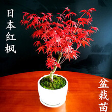 红枫树盆栽价格报价行情 京东