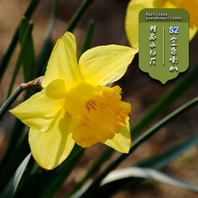 喇叭水仙价格报价行情 京东