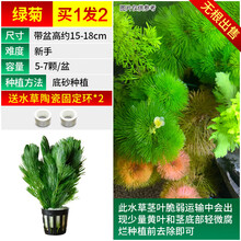 固定水草新款 固定水草21年新款 京东 固定水草新款 固定水草21年新款 京东