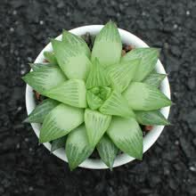 多肉植物水晶寿价格报价行情 京东