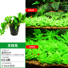 矮珍珠水草价格报价行情 京东 矮珍珠水草价格报价行情 京东