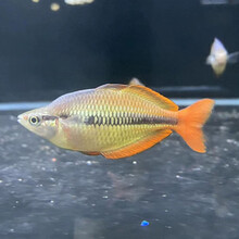 刚果鱼价格多少钱一斤 刚果鱼价格图片 京东生鲜