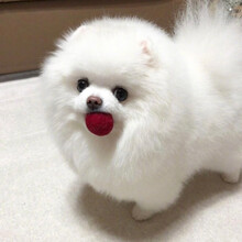 杯子犬新款 杯子犬21年新款 京东 杯子犬新款 杯子犬21年新款 京东