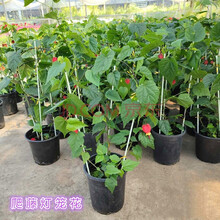绿化藤蔓植物价格报价行情 京东