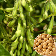 果花果花黄豆种子价格报价行情 京东