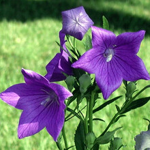 气球花种子新款 气球花种子21年新款 京东