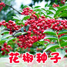 麻椒种子新款 麻椒种子21年新款 京东