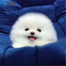 口袋犬价格报价行情 京东