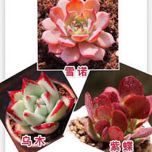 多肉植物乌木价格报价行情 京东