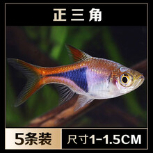 三角灯鱼价格报价行情- 京东