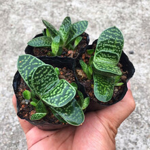 多肉植物元宝品牌及商品 京东