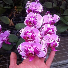 紫玉兰花新款 紫玉兰花21年新款 京东 紫玉兰花新款 紫玉兰花21年新款 京东