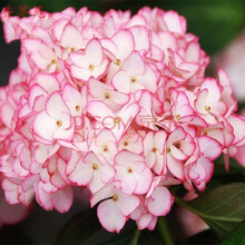 进口绣球花新款 进口绣球花21年新款 京东 进口绣球花新款 进口绣球花21年新款 京东