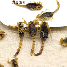 食用蝎子品牌及商品 京东