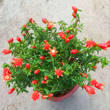 盆栽石榴盆景价格报价行情 京东