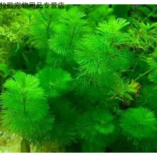 金鱼水草新款 金鱼水草21年新款 京东 金鱼水草新款 金鱼水草21年新款 京东