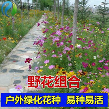 夏季花种新款 夏季花种21年新款 京东