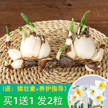 水仙花球根价格报价行情 京东