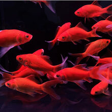 丹頂金魚新款 丹頂金魚21年新款 京东 丹頂金魚新款 丹頂金魚21年新款 京东