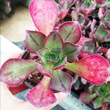 富士多肉价格报价行情 京东