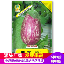 蔬菜种茄子图片 京东 蔬菜种茄子图片 京东