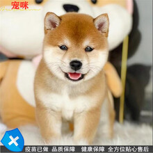 纯种柴犬价格报价行情 京东 纯种柴犬价格报价行情 京东