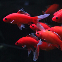 鹦鹉金鱼型号规格 京东