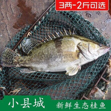 桂花鱼价格报价行情 京东