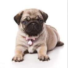 巴哥犬价格报价行情 京东