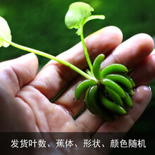 水草香蕉草价格报价行情 京东