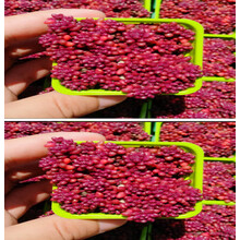 肉肉植物种类价格报价行情 京东