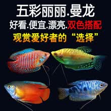 中型观赏鱼 京东