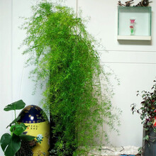 室内耐寒植物品牌及商品 京东