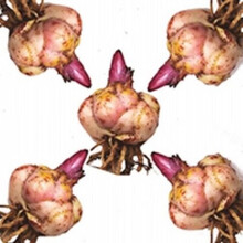 百合种子新款 百合种子21年新款 京东