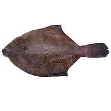 维桑 生鲜鼓眼鱼 新鲜高眼鱼海鱼信杰海鲜小比目鱼 500g