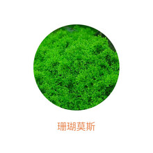 珊瑚水草新款 珊瑚水草21年新款 京东 珊瑚水草新款 珊瑚水草21年新款 京东