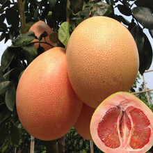 管溪蜜柚种植价格报价行情 京东