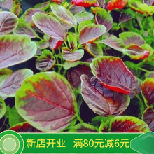 种子20克暂无报价13 条评论密云农家新鲜红苋菜300g 红汗菜红米菜蔬菜