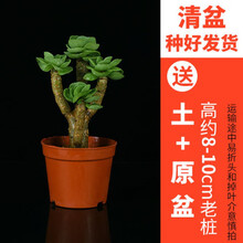 多肉棚栽新款 多肉棚栽年新款 京东