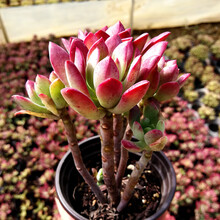 大型多肉植物图片 京东