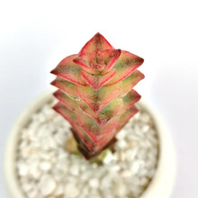 十字星锦多肉植物价格报价行情 京东 十字星锦多肉植物价格报价行情 京东