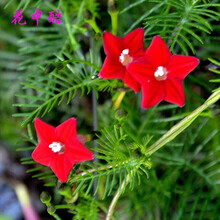 茑萝花种子价格报价行情 京东 茑萝花种子价格报价行情 京东