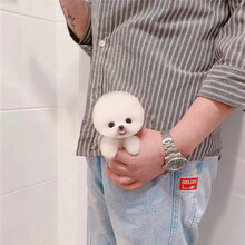 茶杯狗包邮价格报价行情 京东