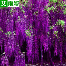 紫藤树苗价格报价行情 京东