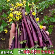 湖北红菜苔价格报价行情 京东