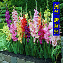 秋季宿根花卉价格报价行情 京东