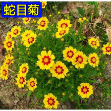 雪菊种子价格报价行情 京东