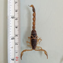 食用蝎子品牌及商品 京东