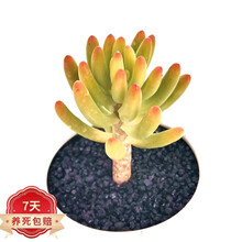 八千代多肉植物价格报价行情 京东